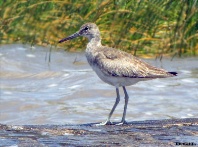 PLAYERO ALA BLANCA (Tringa semipalmata)  - Rocas en la Estacada- MONTEVIDEO (Octubre 2009)
